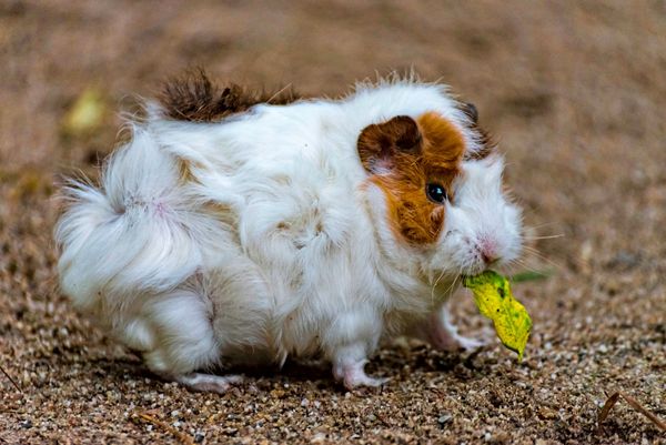Was-haben-Meerschweinchen-Pampashasen-und-Capybaras-gemeinsam-