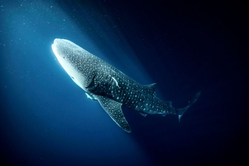 Drei Gute Minuten: Mehr Schutz für Haie und KI als Brustkrebs-Erkenner