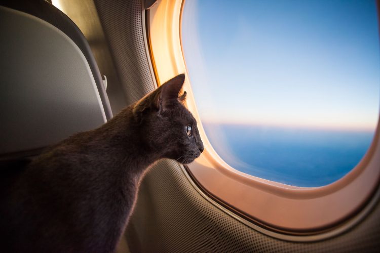 Da freut sich die Katze: Im Flieger gibt's nicht nur eine gute Aussicht, sondern auch Leckerlis.