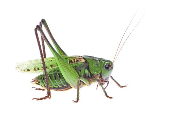 Bissige-Vergangenheit-Der-Warzenbei-er-ist-Insekt-des-Jahres-2026