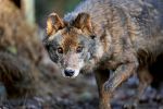 Von Pkw auf A1 in Niederösterreich erfasstes Tier war ein Wolf
