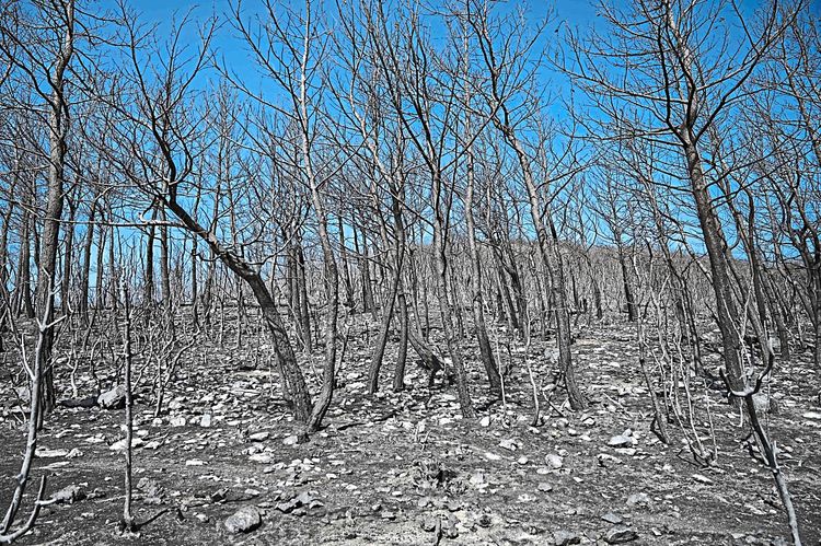 Von Feuern zerstörter Dadia National Park