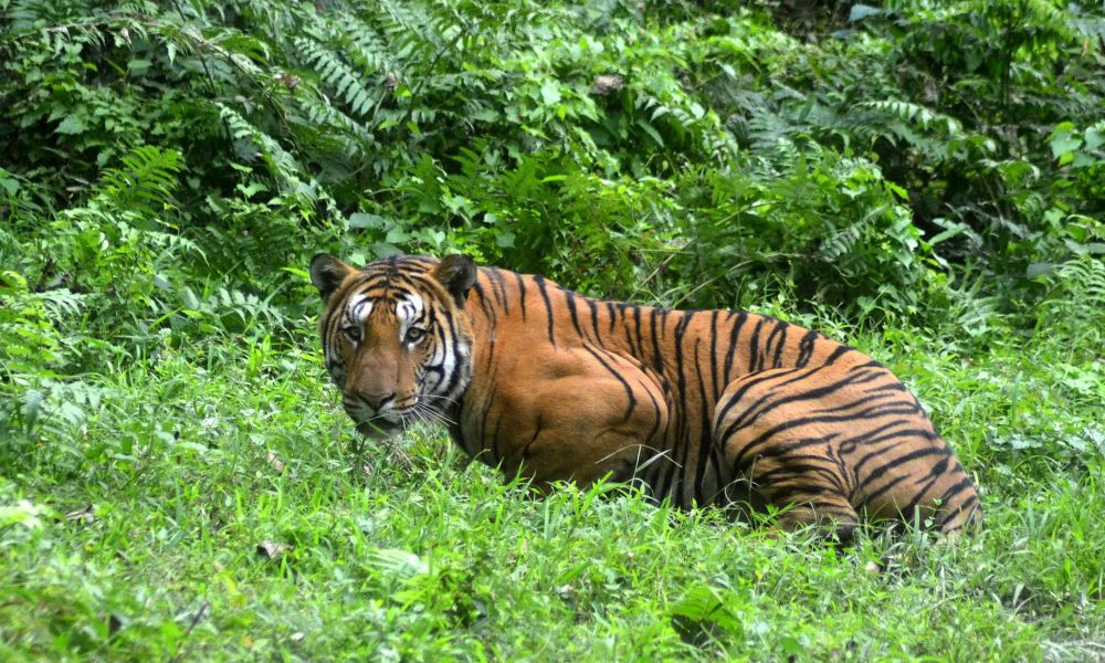 Neue Hoffnung für Tiger: Population um 40 Prozent gestiegen