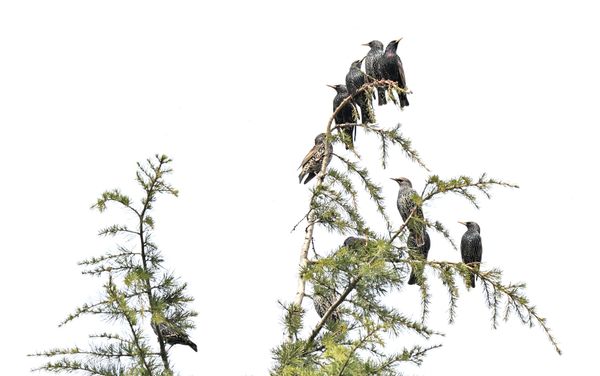 Der-skurrile-Soundtrack-der-Stare