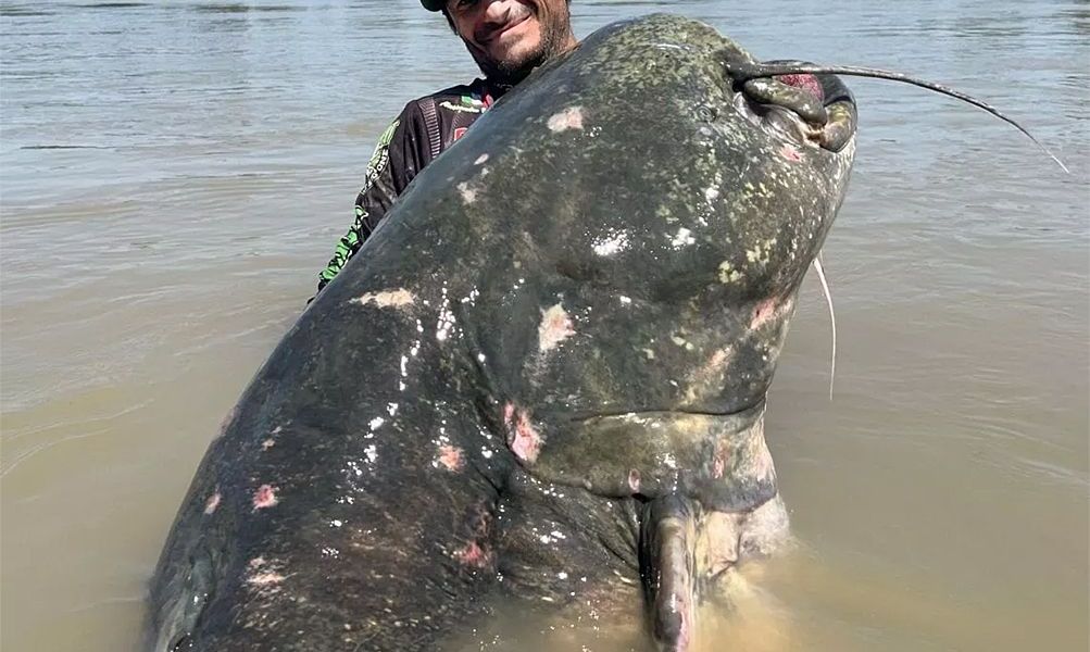 Largest Catfish Ever Documented Caught in Northern Italy Nature Archyde