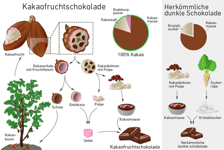 Die Grafik zeigt, dass die neuartige Kakaofruchtschokolade sowohl aus der Kakaoschale mit Fruchtfleisch als auch den Kakaobohnen mit Pulpe produziert wird. Aus Schale, Fruchtfleisch und Pulpe stellt man ein süßes Gelee her, das mit der aus Kakaobohnen gewonnenen Kakaomasse vermengt wird. Herkömmliche dunkle Schokolade besteht nur aus Kakaomasse aus Kakaobohnen, die mit Kristallzucker, zum Beispiel aus Zuckerrüben, vermengt wird.