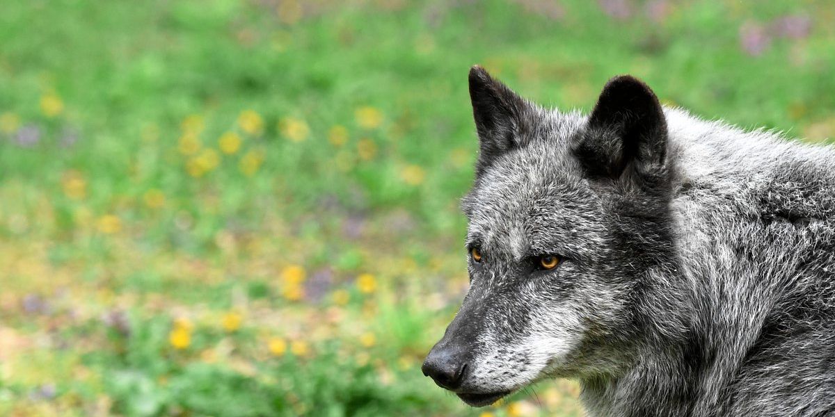 Schweizer Parlament will Wolfsabschüsse erlauben