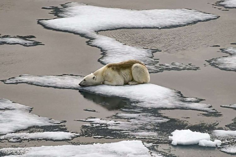 Eisbär Klimawandel