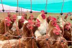 In Großbritannien werden wegen der Vogelgrippe die Eier knapp