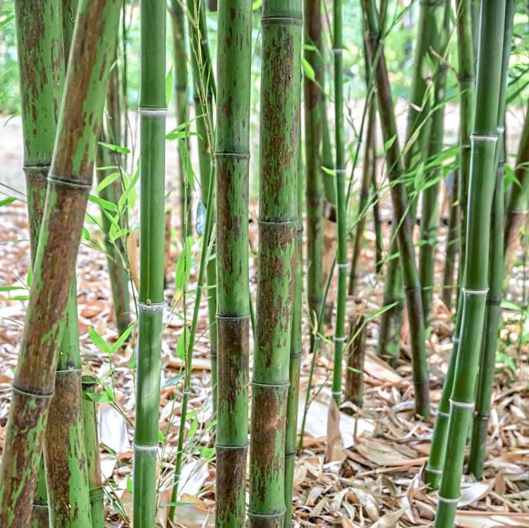 Flachrohr-Bambus