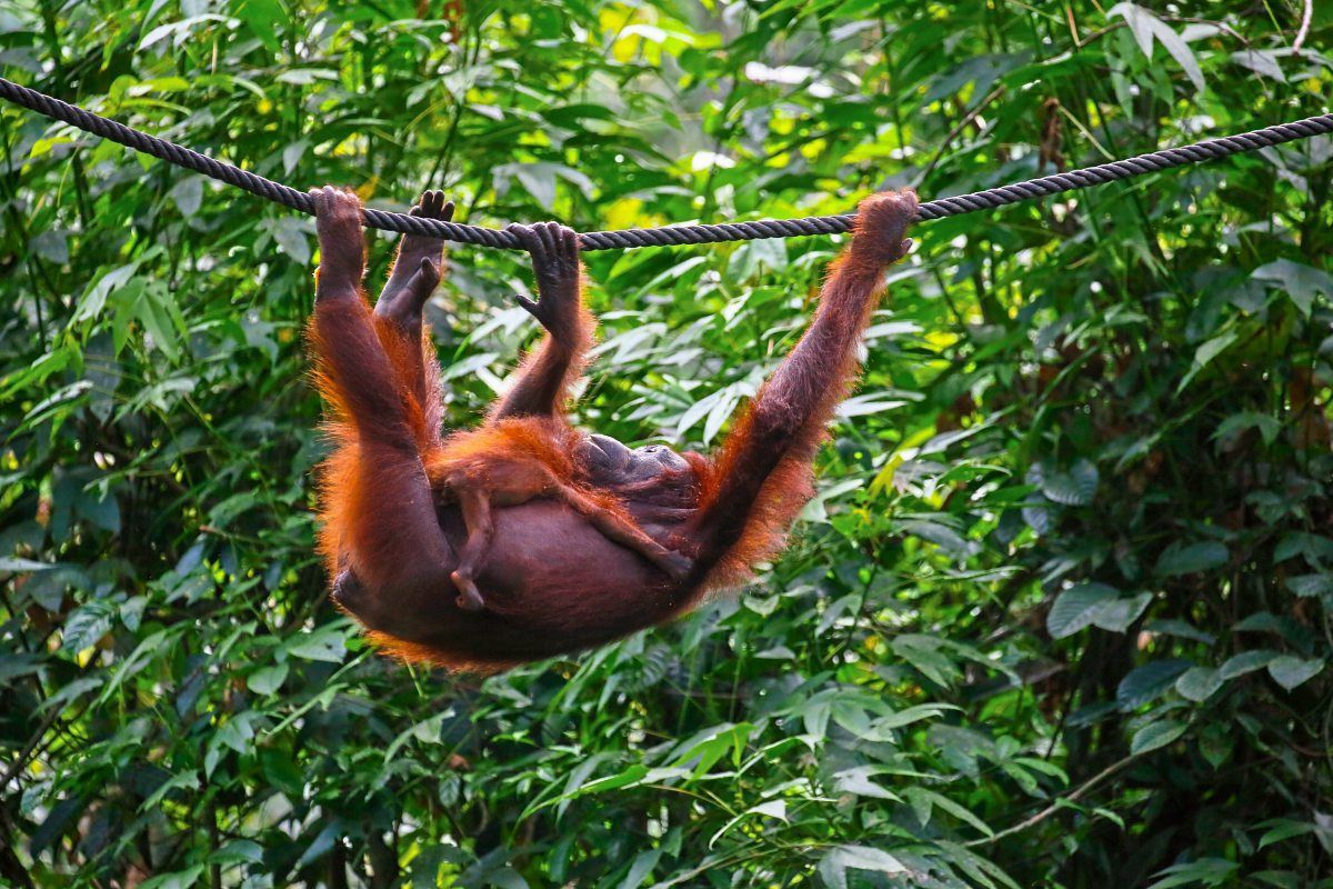 Tourismus soll OrangUtans auf Borneo retten Forschung