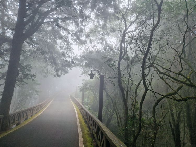 In den Wäldern des Alishan- Naturschutzgebiets ziehen die für Taiwan so typischen Nebelschwaden auf.