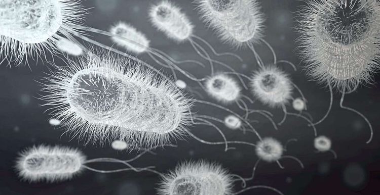 E.-coli-Bakterien unter dem Mikroskop
