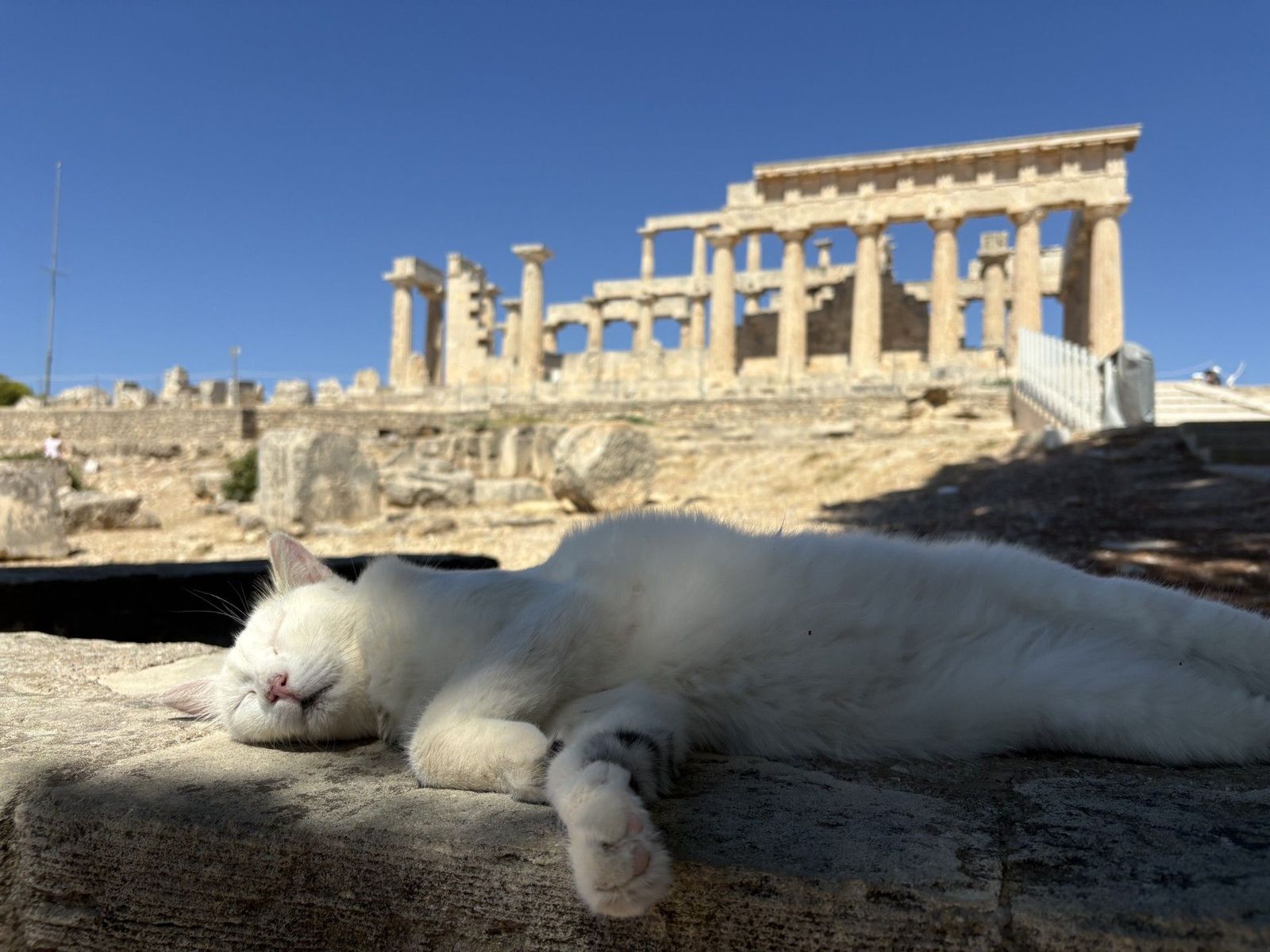 Eine weiße Katze döst in den Ruinen einer historischen Anlage
