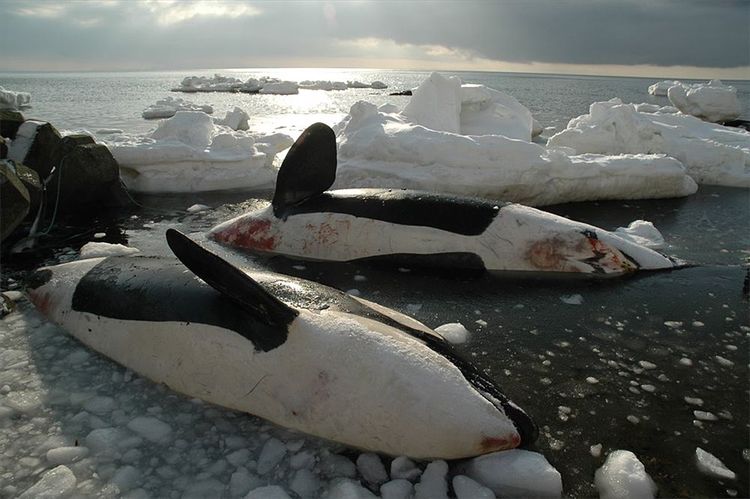 Tote Orcas im Eis