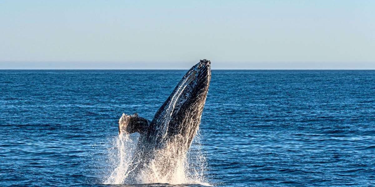 Kayak driver briefly swallowed by humpback whale in Chile
