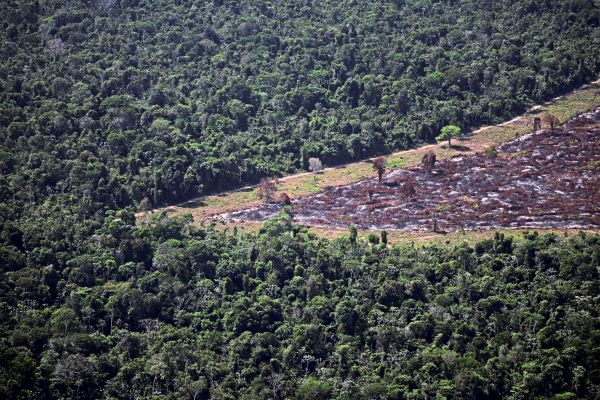 Schutz-des-Amazonas-Regenwalds-trotz-Handelspakt-kann-das-funktionieren-