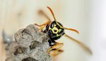 Feldwespe am Nest