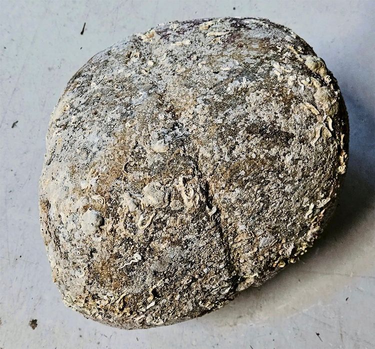 Ein steinartiges Objekt mit rauer, von Kalk und Ablagerungen überzogener Oberfläche. Eine tiefe, umlaufende Furche teilt das Objekt mittig, möglicherweise für die Befestigung von Tauen.