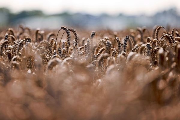 Zu-mild-zu-trocken-Abfl-sse-und-Grundwasser-niedrig-in-sterreich