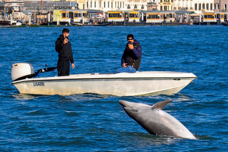 Delfin Mimmo sorgt in Venedig weiter für Aufsehen