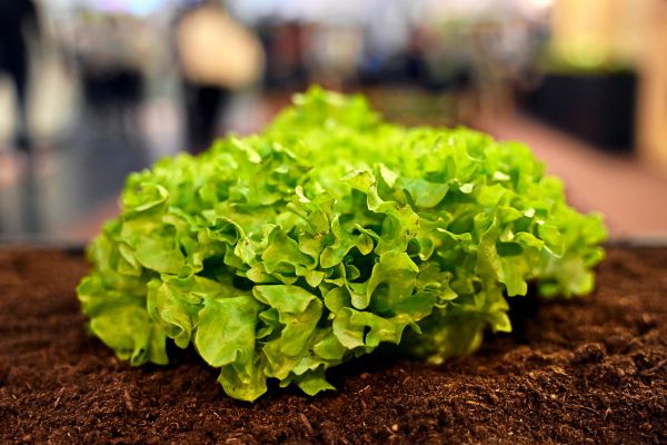 Eine-Tiktorin-will-uns-ein-einzelnes-Blatt-Salat-als-perfekten-Snack-verkaufen