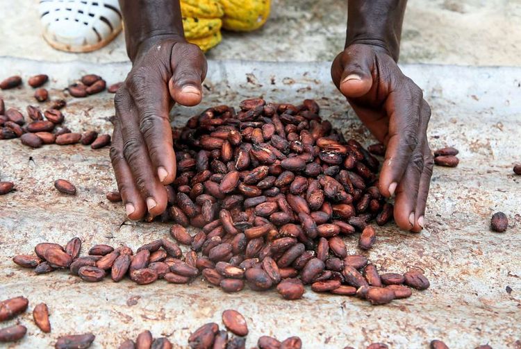 Die Süßwarenbranche erlebt die größte Knappheit an Kakaobohnen seit 40 Jahren. 