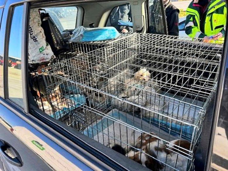Ein Auto mit mehreren Transportkäfigen im Kofferraum, in denen Hunde transportiert werden. Im Hintergrund sind zwei Personen in reflektierenden Jacken sichtbar, die offenbar mit der Kontrolle des Fahrzeugs beschäftigt sind.