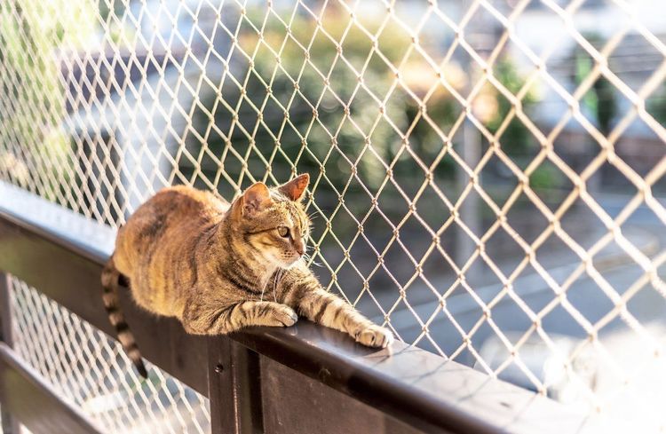 Eine Tigerkatze liegt auf einem mit einem Netz gesicherten Balkongeländer in der Sonne.