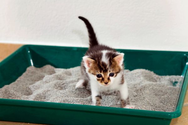 KI-generierte-Katzenvideos-ansehen-