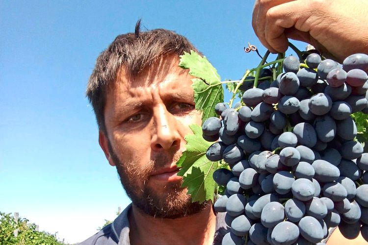 Ein Mann hält eine große Traube dunkelblauer Weintrauben vor sich. Im Hintergrund ist ein klarer blauer Himmel und ein Weinberg zu sehen.