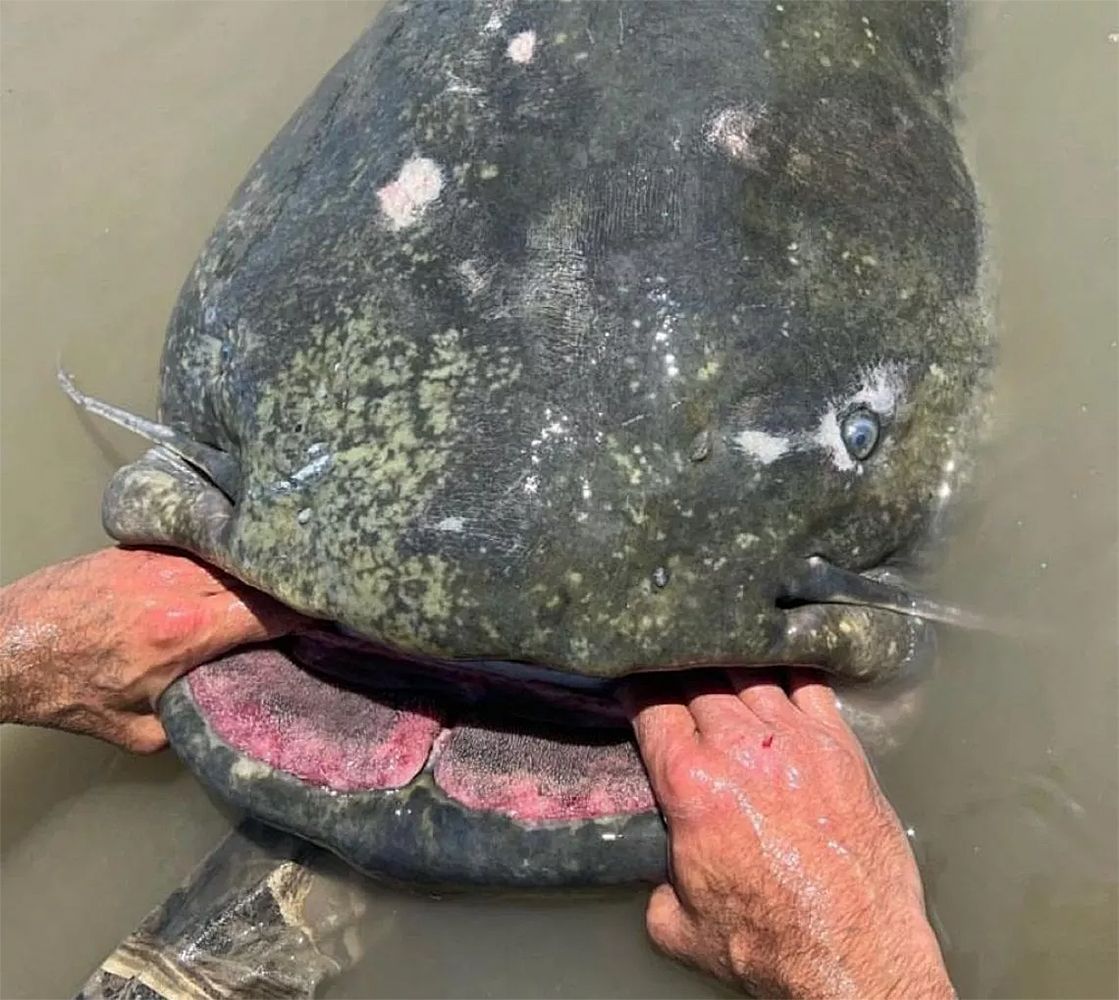 Größter je dokumentierter Wels in Norditalien gefangen - Natur ...