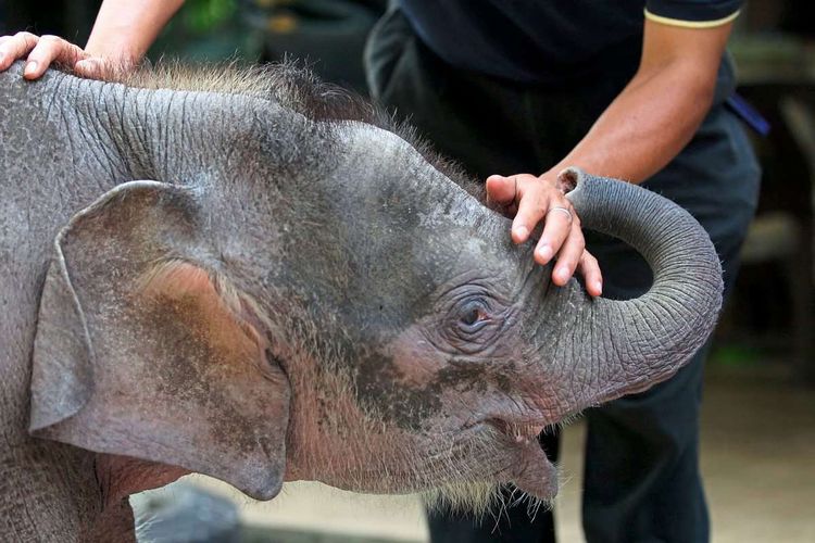 Kopfaufnahme eines Elefantenbabys, ein Mensch legt zwei Hände auf seinen Kopf und Körper, der Elefant greift mit seinem kurzen Rüssel nach einer davon.