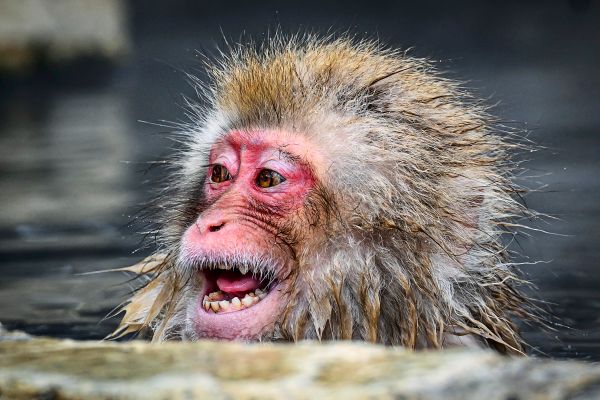 Verhaftungswelle-gegen-Online-Tierqu-ler-geht-weiter