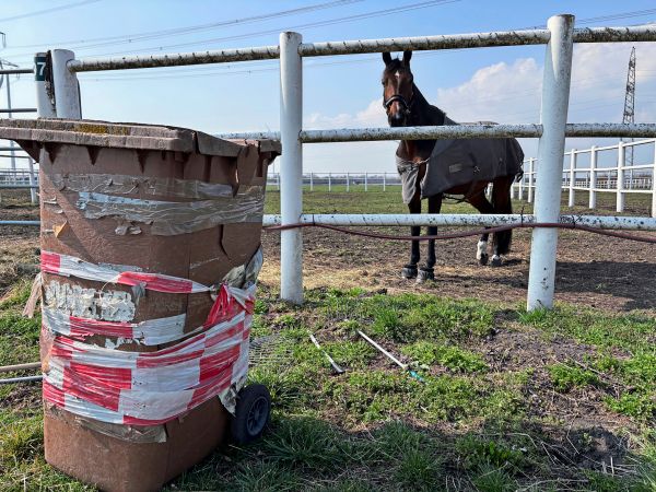 Pferde-Prestige-und-Probleme-Stronachs-Racino-ist-heute-ein-Bastlerhit