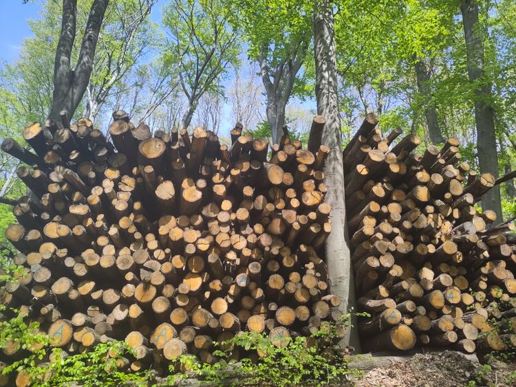 Geschlägertes Holz liegt im Wald