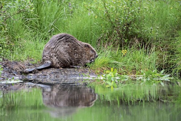 Salzburg-schie-t-auf-Wildschweine-Ober-sterreich-auf-Biber