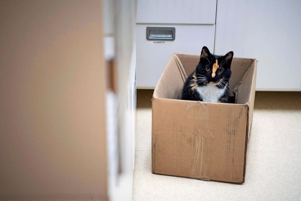 Tierqu-lereiprozess-gegen-21-J-hrigen-der-seine-Katze-in-Paket-verschickte