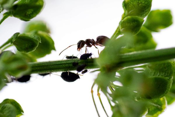 Ameisen-in-der-Stadt-sind-weniger-heikel-als-auf-dem-Land