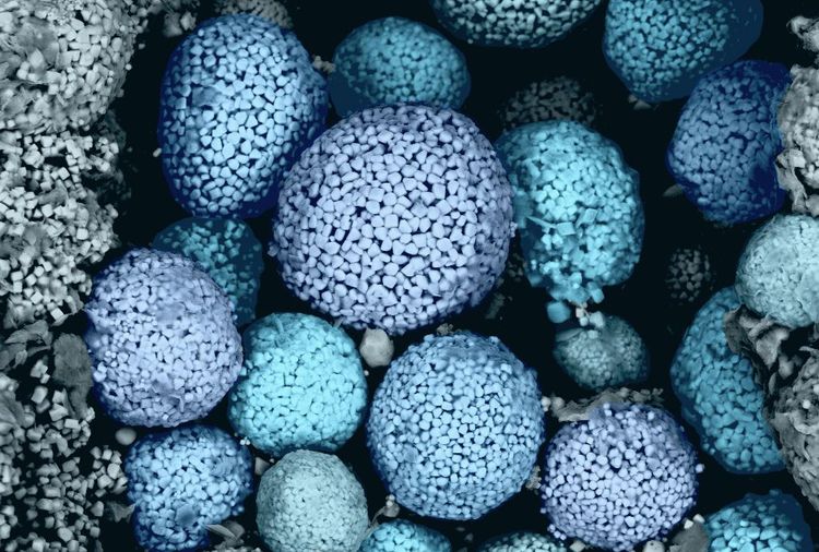 Pyritkügelchen unter dem Mikroskop