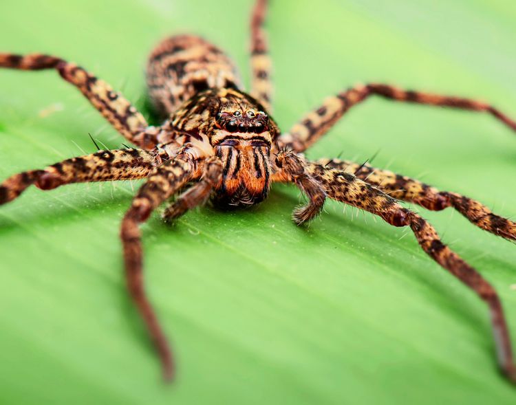 Nahaufnahme einer australischen Huntsman-Spinne (Heteropoda jugulans) auf einem grünen Blatt. Die Spinne hat ein braun gemustertes Exoskelett und lange, haarige Beine.
