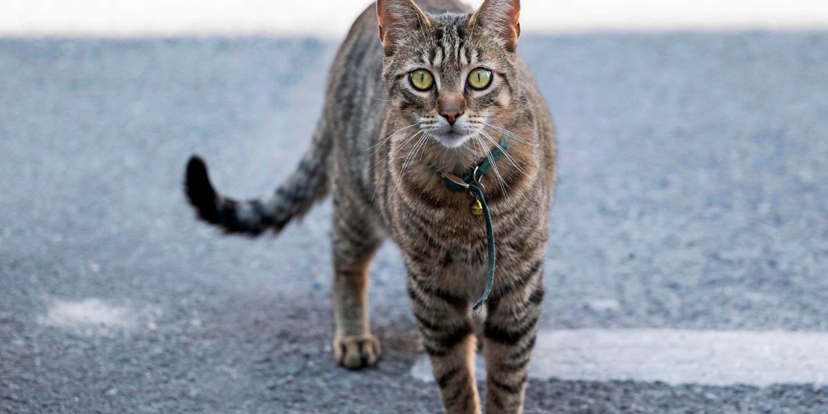 Waymo hat seinen Endgegner gefunden: Eine tote Katze - Webmix ...