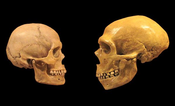Gehirne-der-Neandertaler-hnelten-jenen-unserer-Vorfahren-mehr-als-gedacht