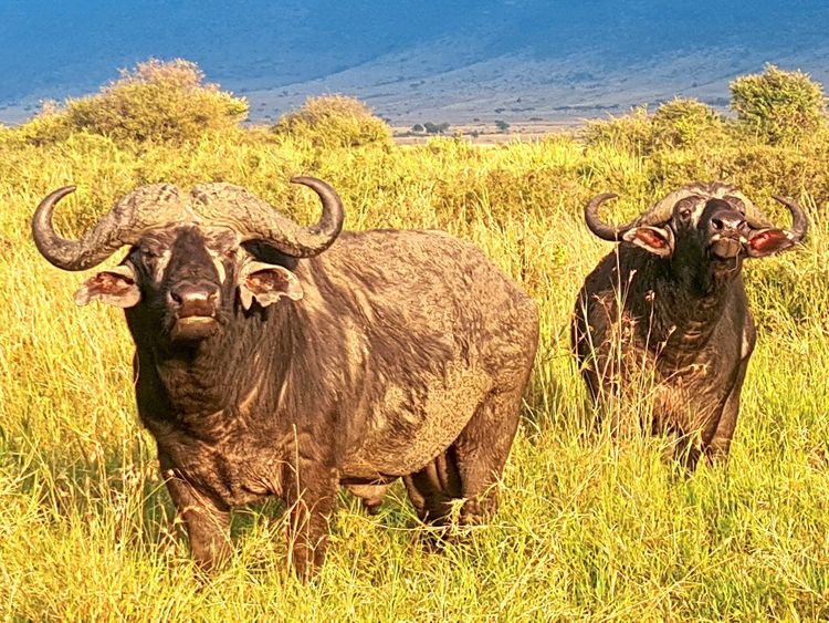 Das Foto stammt aus der Masai Mara. Wasserbüffel betrachten die Touristen skeptisch.