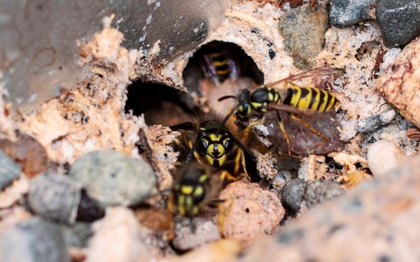 Wollte-Wespennest-ausr-uchern-Steirer-fackelte-Gartenh-tte-und-Grund-ab