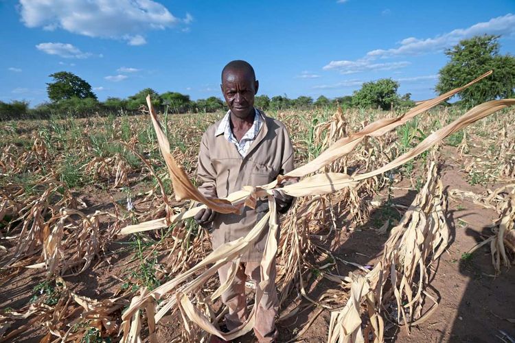 Ein Bauer in Simbabwe geht über sein ausgetrocknetes Maisfeld.