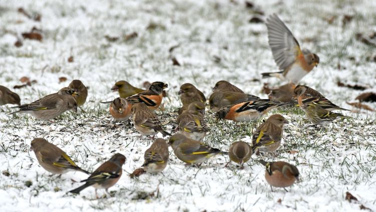 Vogelfütterung mit verschiedenen Singvögeln im Schnee