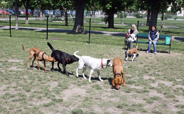Hundezone am Heldenplatz Wien derStandard.at › Panorama