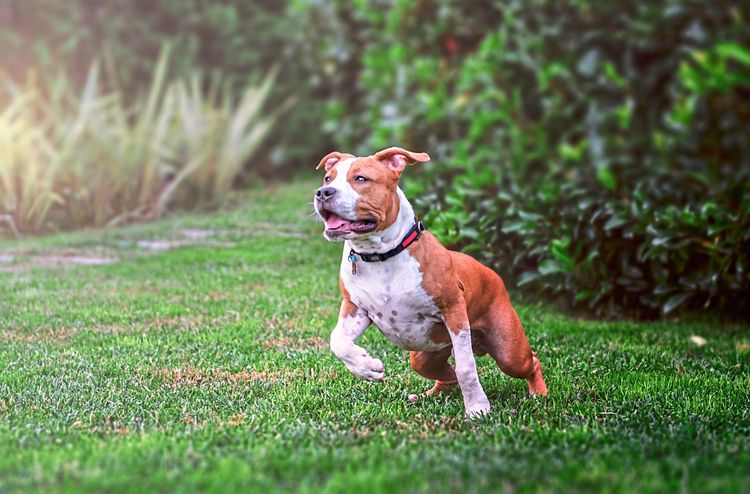 Der Hund, der in Oberösterreich eine Frau tötete, war ein American Staffordshire Terrier.