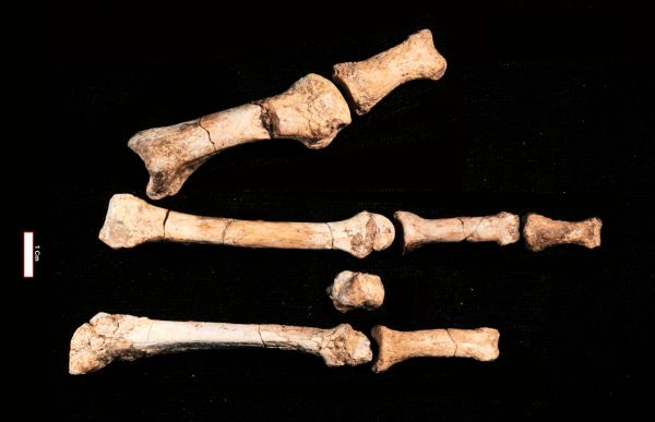 Drei-Millionen-Jahre-alte-Gebeine-erz-hlen-berraschendes-von-menschlicher-Koexistenz